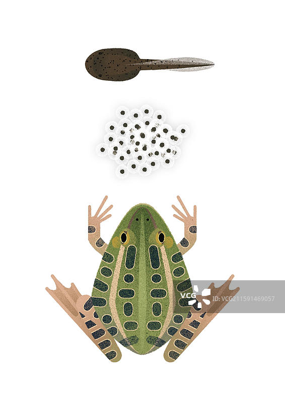 黑斑侧褶蛙图片素材