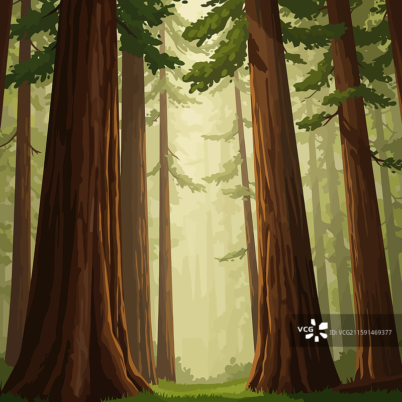 在郁郁葱葱的森林中漫步，周围是高大的树木和柔软的地面图片素材