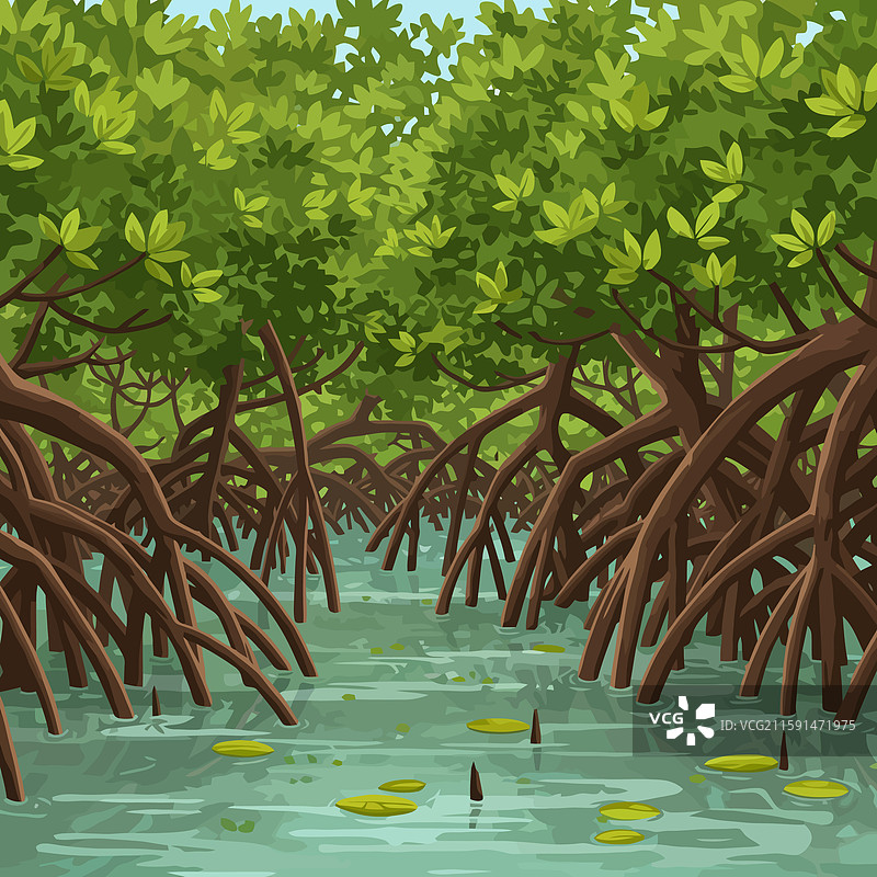 有暴露根系和水域的红树林森林图片素材
