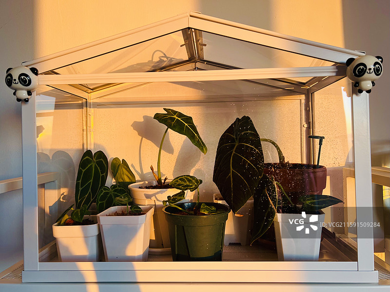室内温室大棚图片素材