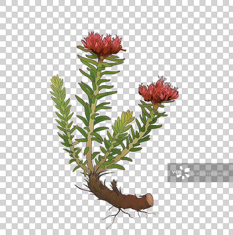 红景天图片素材