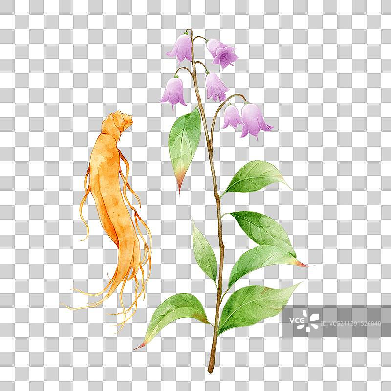 手绘本草纲目插画草部沙参图片素材