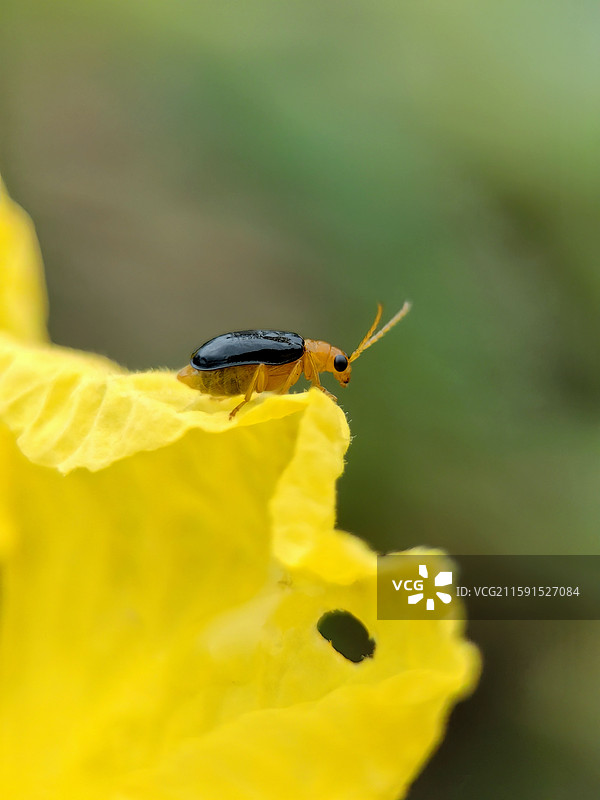 探望·黄守瓜图片素材