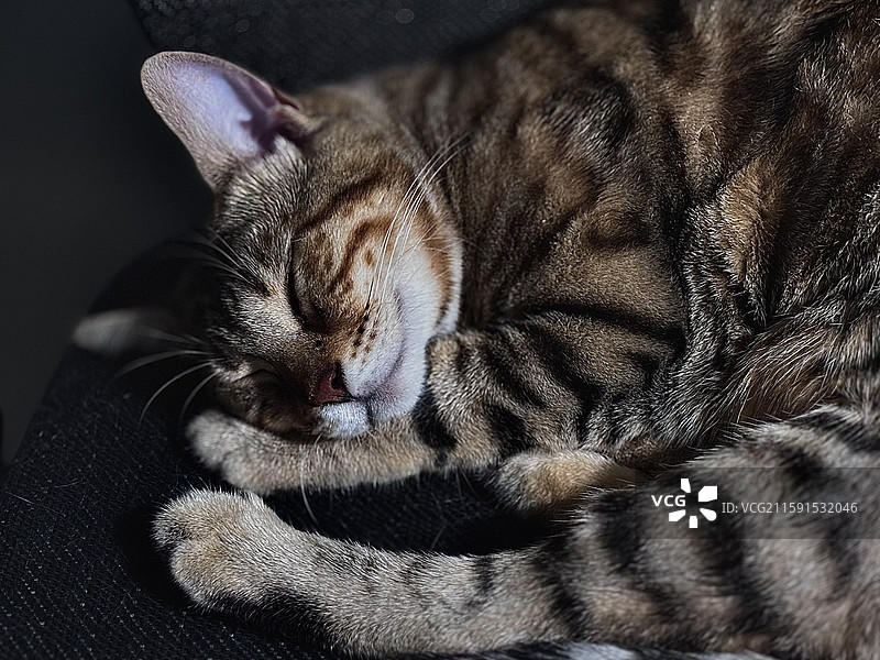 午睡的跟屁虫图片素材