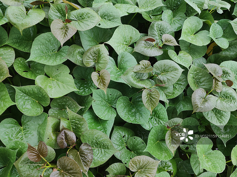 农业种植地瓜图片素材