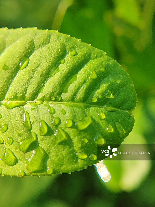 柠檬叶子图片素材