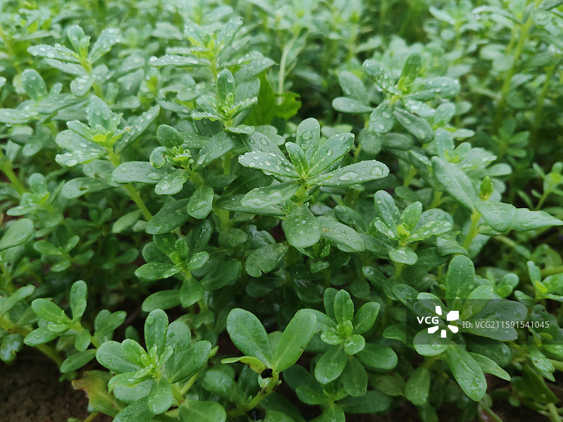 蔬菜马齿苋图片素材