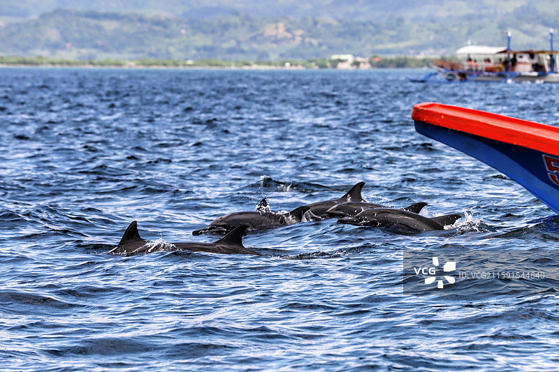 菲律宾拜斯海湾的海豚图片素材