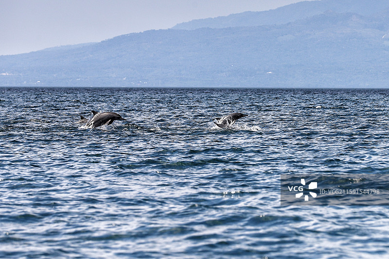 菲律宾拜斯海湾，跳起来的海豚图片素材
