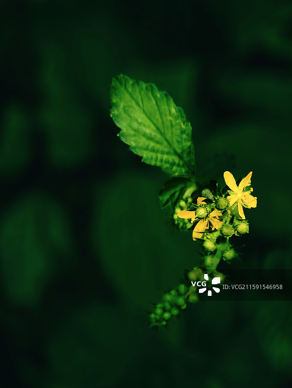 文艺意境风：《深绿间的金星——龙芽草的微观诗行》图片素材