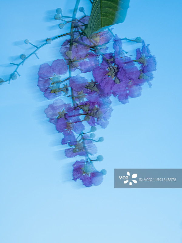 湖面上游泳的黑天鹅和大花紫薇花卉图片素材