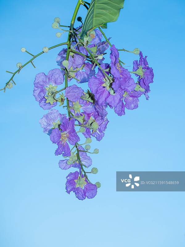 湖面上游泳的黑天鹅和大花紫薇花卉图片素材