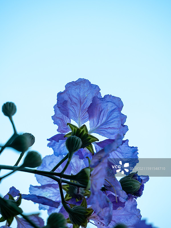 湖面上游泳的黑天鹅和大花紫薇花卉图片素材