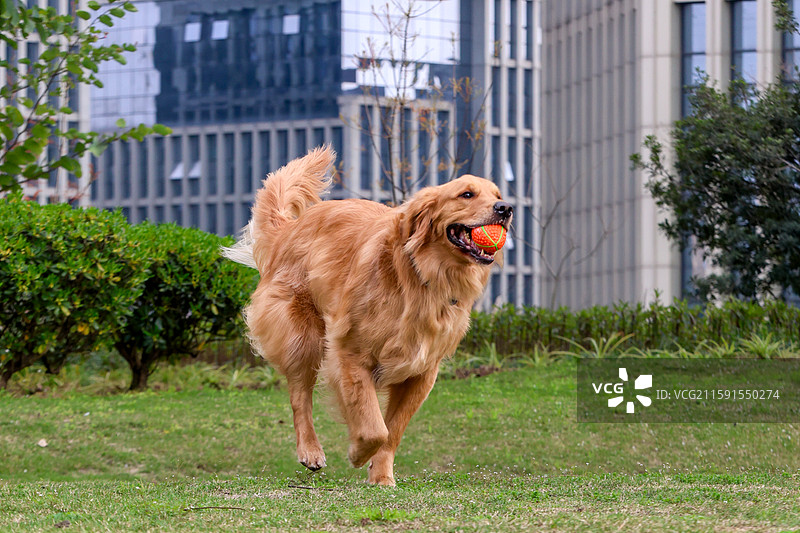 金毛 阳光 樱花 微笑图片素材