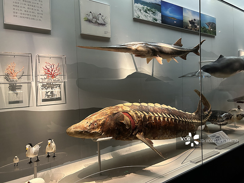 浙江自然博物院中华鲟鲟鱼标本陈列图片素材