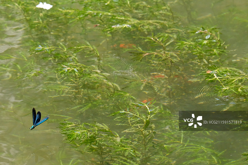 石家庄五岳寨风景区的蜻蜓。留白设计素材图片素材