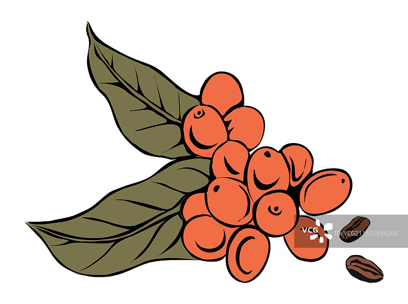 孤立的咖啡果实在树枝上生长图片素材