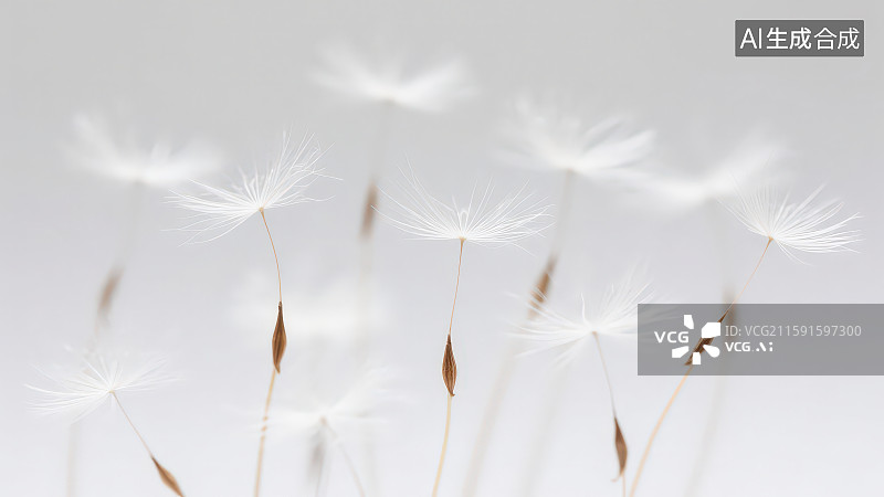 【AI数字艺术】白色背景下的蒲公英微距特写图片素材