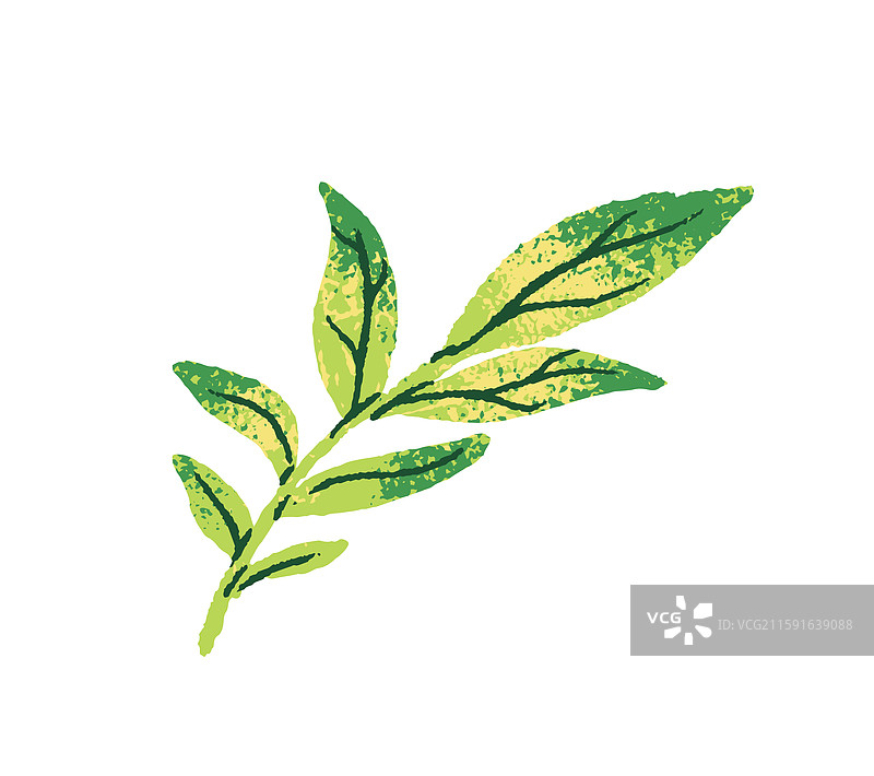 抽象草本植物的绿色叶子图标图片素材