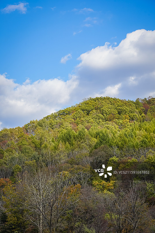 吉林蛟河市鹿角沟,秋天的森林，自然风景图片素材