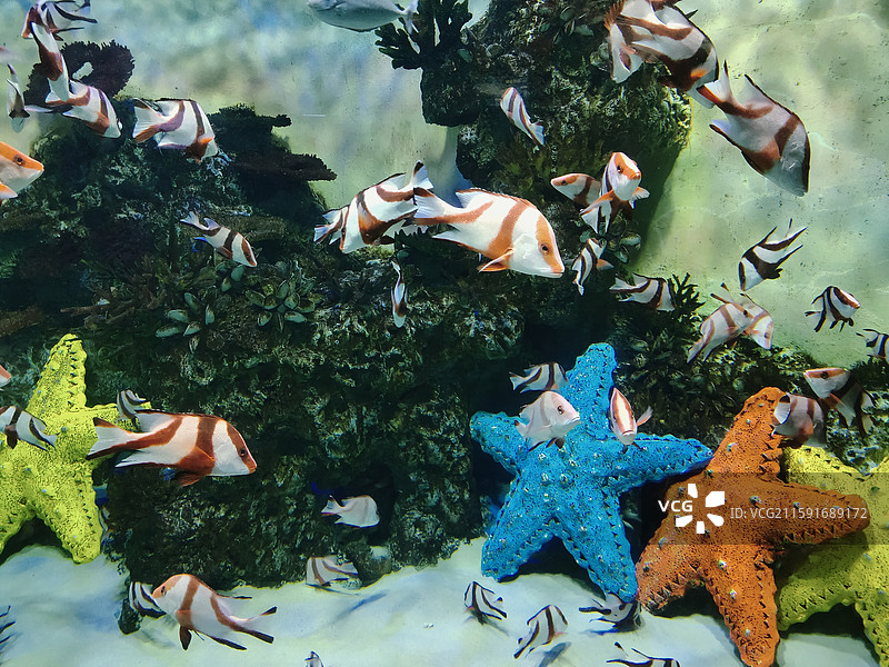 水族馆图片素材