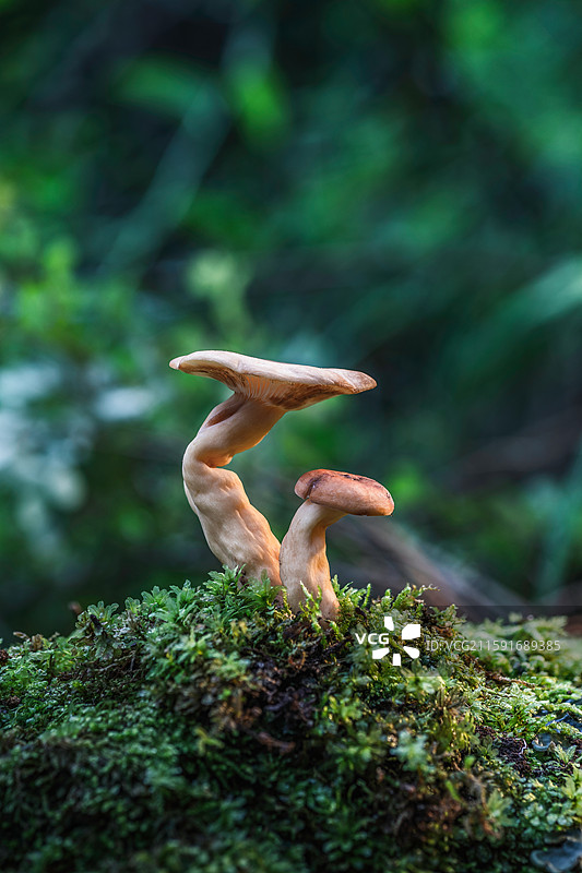 云南大理巍山巍宝山野生菌（真菌）系列图片素材