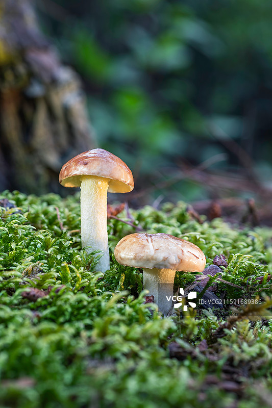 云南大理巍山巍宝山野生菌（真菌）系列图片素材