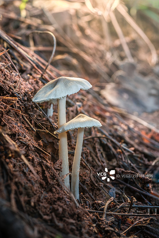 云南大理巍山巍宝山野生菌（真菌）系列之鸡枞菌图片素材