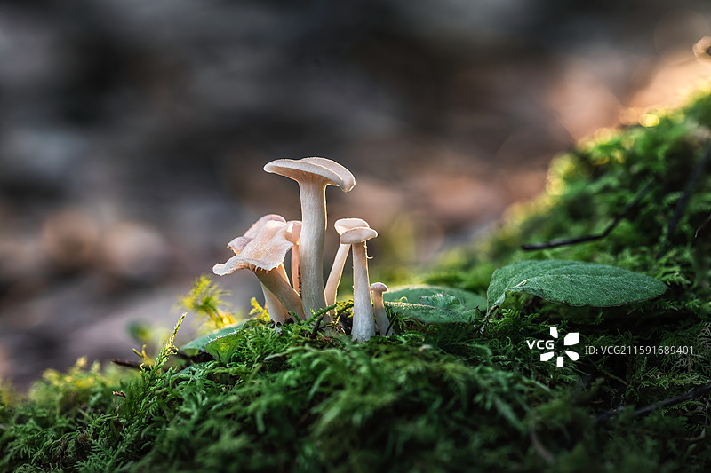 云南大理巍山巍宝山野生菌（真菌）系列图片素材