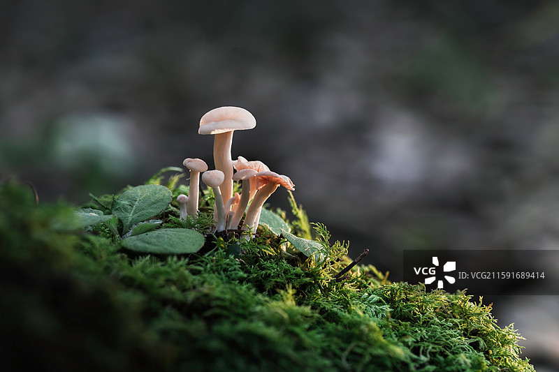 云南大理巍山巍宝山野生菌（真菌）系列图片素材