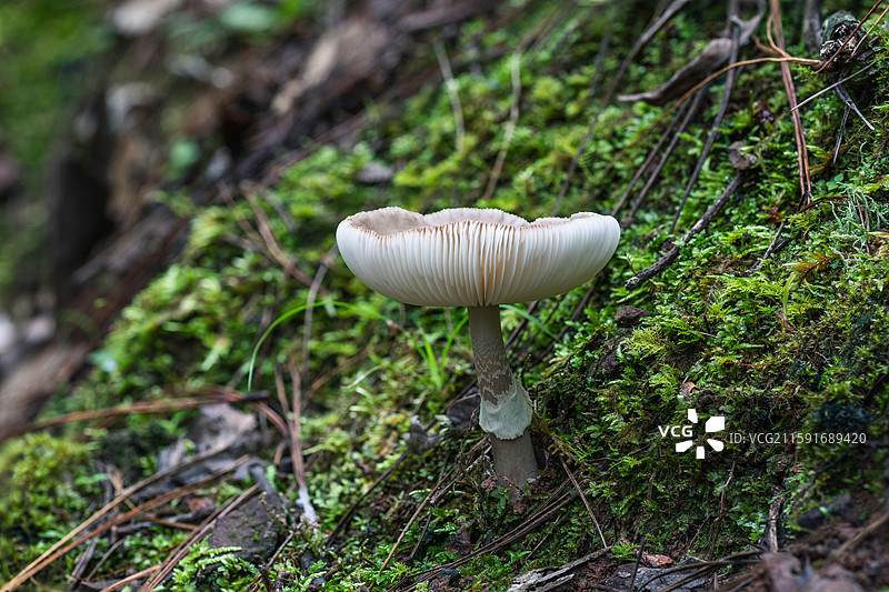 云南大理巍山巍宝山野生菌（真菌）系列之鹅膏菌图片素材