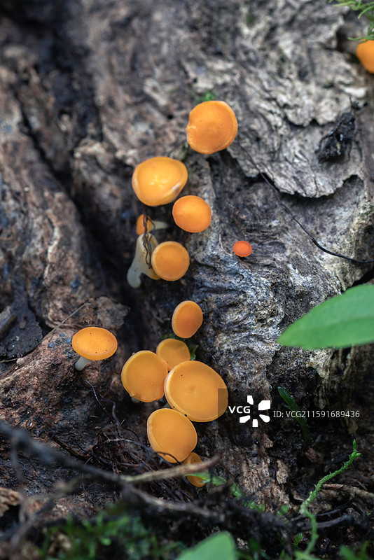 云南大理巍山巍宝山野生菌（真菌）系列图片素材