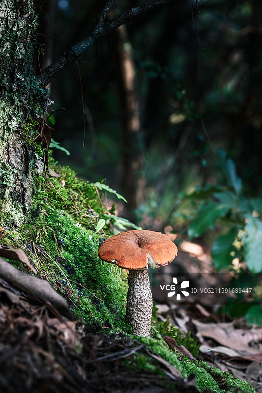 云南大理巍山巍宝山野生菌（真菌）系列图片素材
