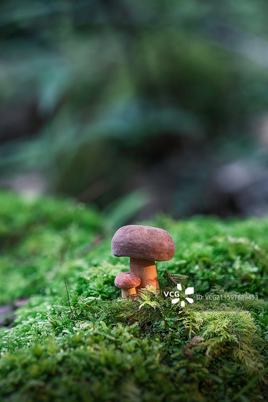 云南大理巍山巍宝山野生菌（真菌）系列图片素材