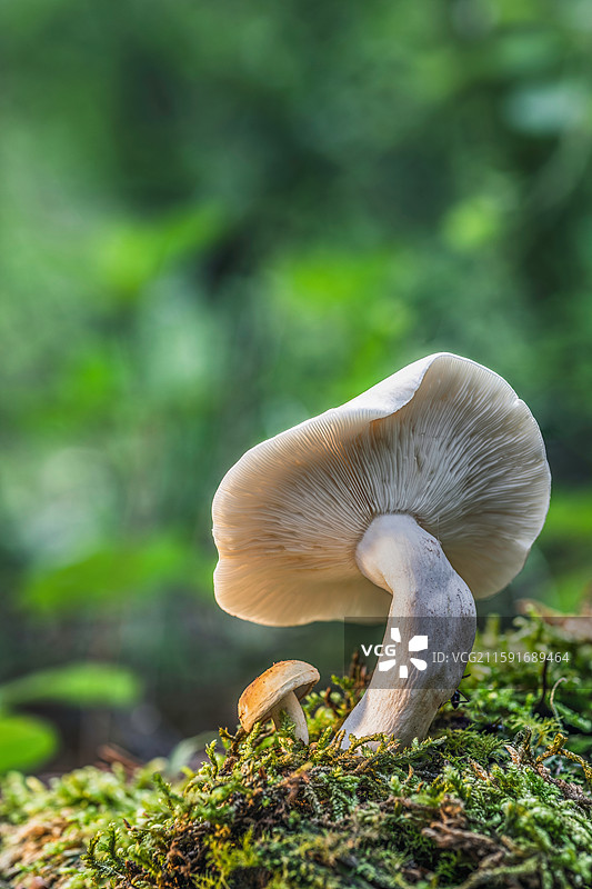 云南大理巍山巍宝山野生菌（真菌）系列图片素材