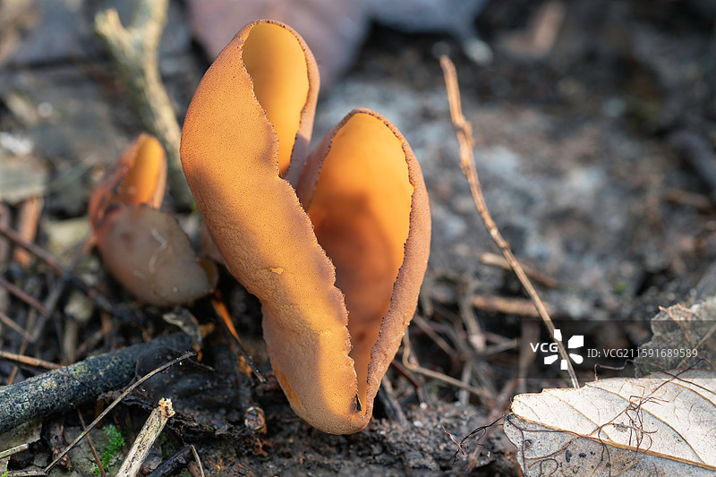 云南大理巍山巍宝山野生菌（真菌）系列图片素材