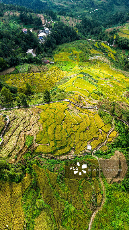 富硒贡米湖北宣恩县木笼寨古村寨千丘水稻丰收景象图片素材