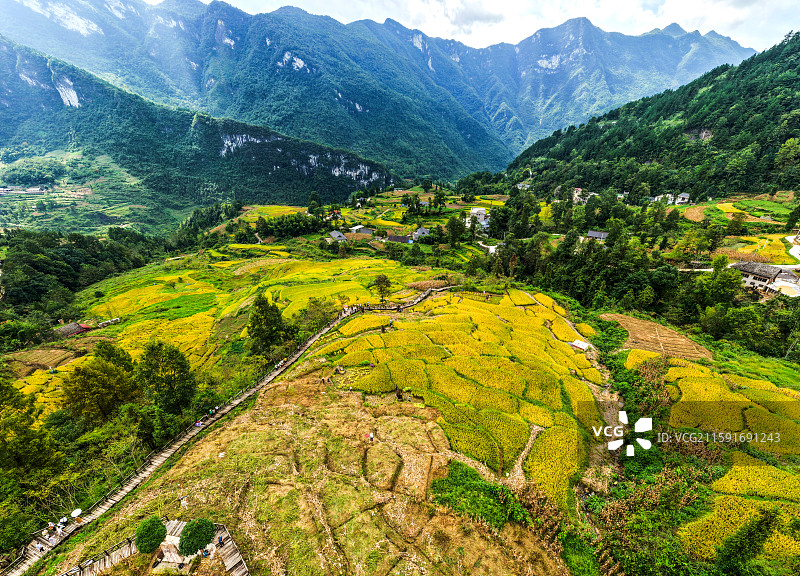 富硒贡米湖北宣恩县木笼寨古村寨千丘水稻丰收景象图片素材