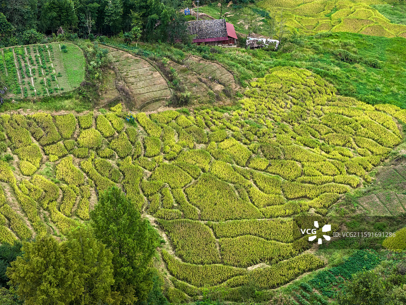 富硒贡米湖北宣恩县木笼寨古村寨千丘水稻丰收景象图片素材