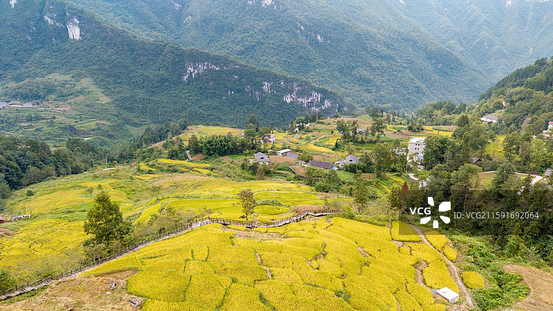 湖北省恩施州宣恩县木龙寨村千丘田稻谷成熟图片素材