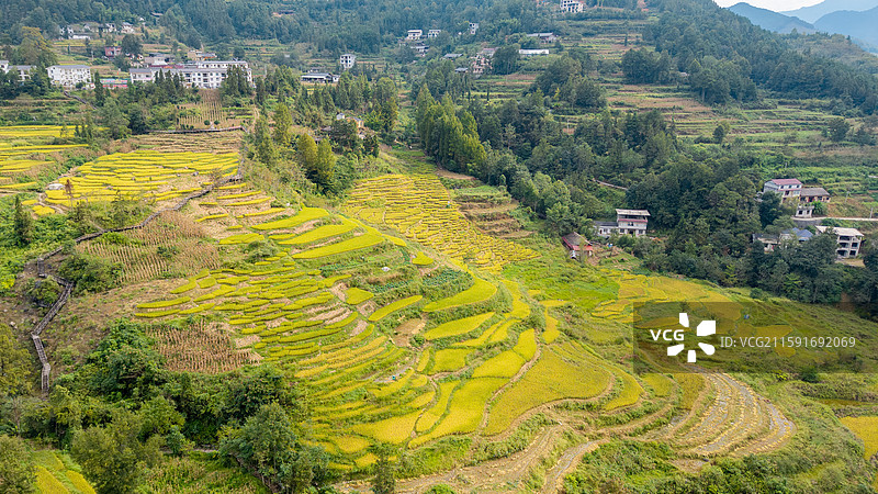 湖北省恩施州宣恩县木龙寨村千丘田稻谷成熟图片素材