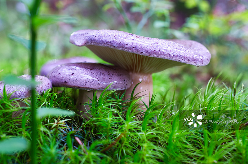 雨后的蘑菇图片素材