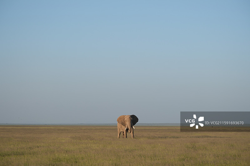 空旷草原上的大象图片素材