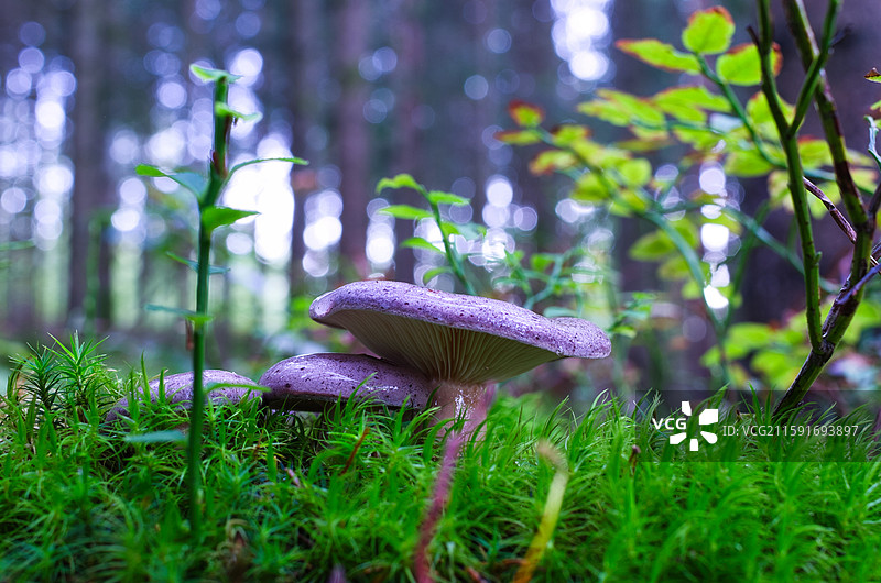 雨后的蘑菇图片素材