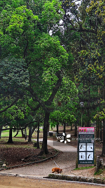 奈良公园面积广阔，东大寺、春日大社等古迹林立，野鹿成群，自然与文化景观相得益彰。图片素材