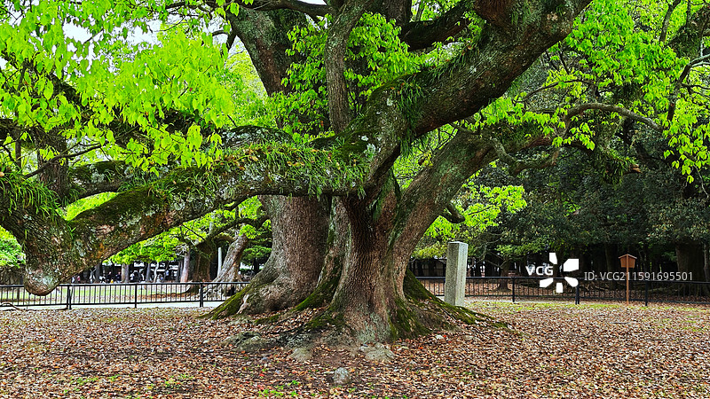 奈良公园面积广阔，东大寺、春日大社等古迹林立，野鹿成群，自然与文化景观相得益彰。图片素材