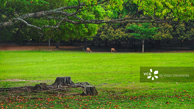 奈良公园面积广阔，东大寺、春日大社等古迹林立，野鹿成群，自然与文化景观相得益彰。图片素材