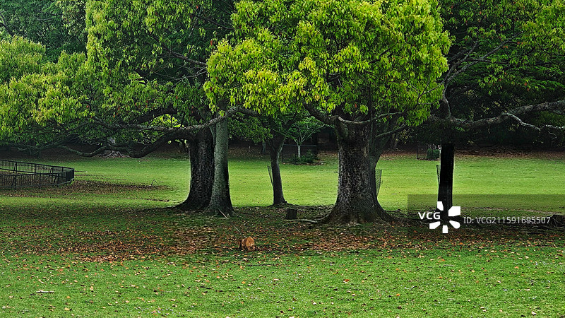奈良公园面积广阔，东大寺、春日大社等古迹林立，野鹿成群，自然与文化景观相得益彰。图片素材