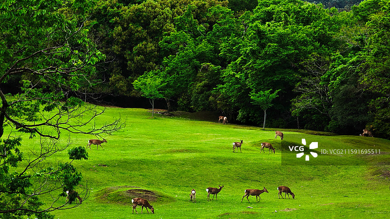 奈良公园面积广阔，东大寺、春日大社等古迹林立，野鹿成群，自然与文化景观相得益彰。图片素材