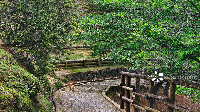 奈良公园面积广阔，东大寺、春日大社等古迹林立，野鹿成群，自然与文化景观相得益彰。图片素材